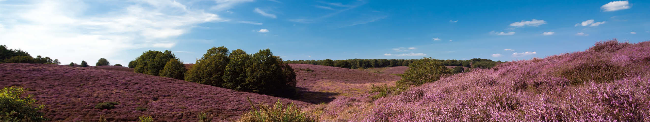 Banner Gelderland - Nederland